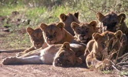 Madikwe Safari