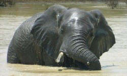 Madikwe Safari