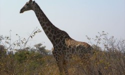 Madikwe Safari