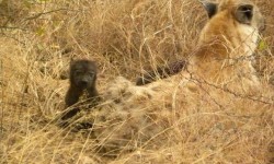 Madikwe Safari