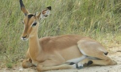 Madikwe Safari