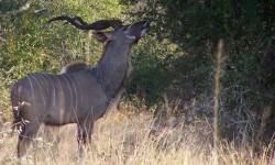 Madikwe Safari