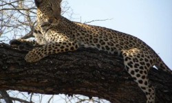 Madikwe Safari