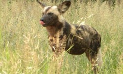 Madikwe Safari