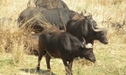 Madikwe Safari