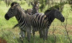 Madikwe Safari