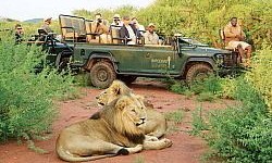 Madikwe Safari