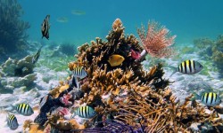 The Reef Coco Beach - Mexiko