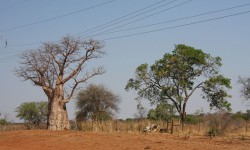 Shongololo Express