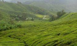 Cameron Highlands