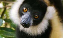 Madagaskar