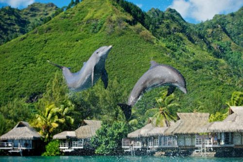 Intercontinental Moorea Resort