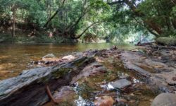 Mutiara Taman Negara