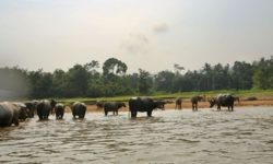 Mutiara Taman Negara