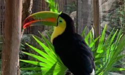 Iberostar Tucan