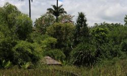 Reunion - Le Jardin d Eden