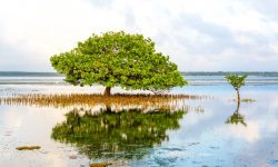 The Sands at Chale Island