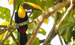 Lapa Rios Lodge