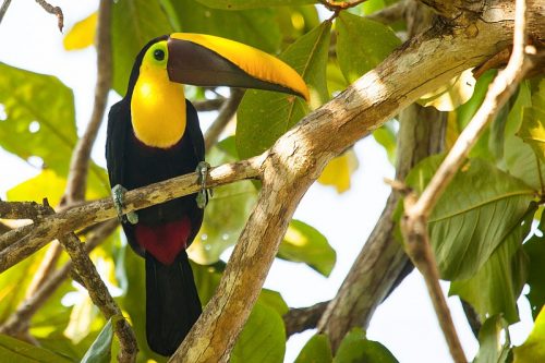 Lapa Rios Lodge
