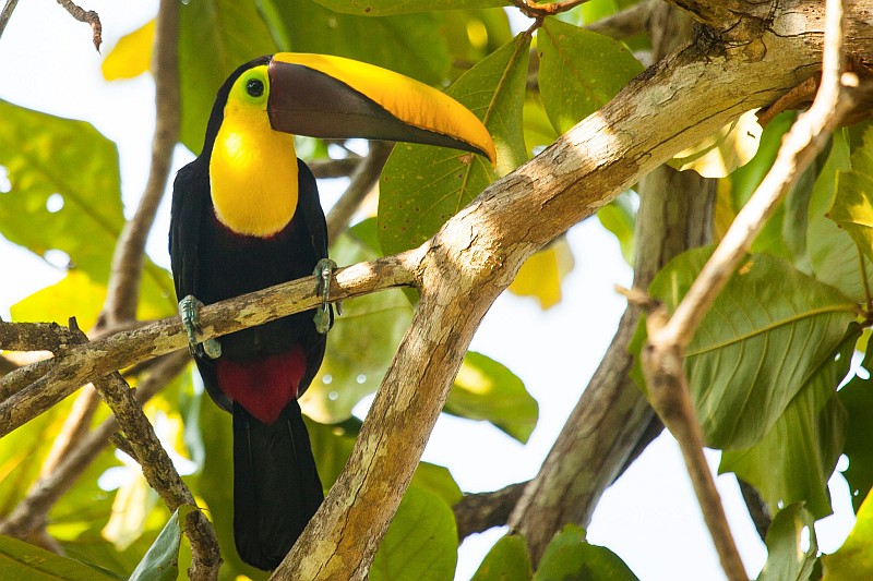 Lapa Rios Lodge