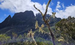 Réunion