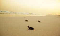 The St. Regis Saadiyat Island Resort