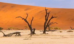 Rovos Rail - Namibia safari
