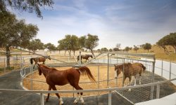 The Ritz-Carlton Ras Al Khaimah, Al Wadi Desert