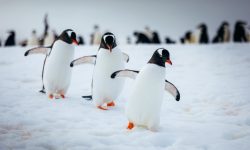 Antarktida a Arktida