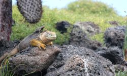 Ekvádor a Galapágy