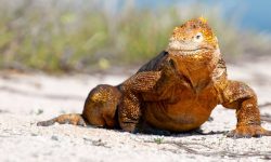 Ekvádor a Galapágy