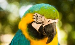 Peru