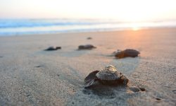 Sheraton Kosgoda Turtle Beach