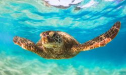 Sheraton Kosgoda Turtle Beach