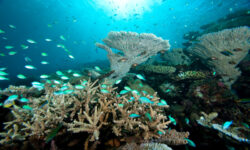 Park Hyatt Maldives Hadahaa