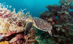 Park Hyatt Maldives Hadahaa