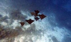 Park Hyatt Maldives Hadahaa