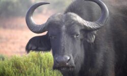 Jihoafrická republika - safari