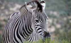 Jihoafrická republika - safari