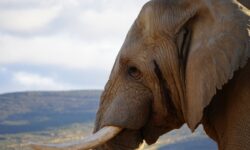 Jihoafrická republika - safari