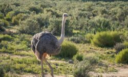 Jihoafrická republika - safari