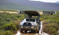Jihoafrická republika - safari
