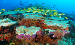 Eri Maldives